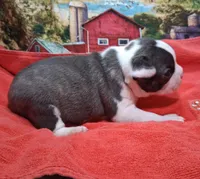 Akc Coup Ch.Bloodine , a male Boston Terrier for sale in Poplar Bluff, MO – Photo 2 of 5