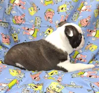 Akc Ty Ch.Bloodline , a male Boston Terrier for sale in Poplar Bluff, MO – 2 of 4