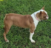 AKc Laken , a female Boston Terrier for sale in Poplar Bluff, MO – 2 of 3