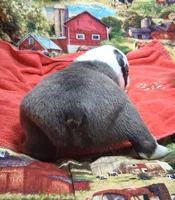 Akc Ty Ch.Bloodline , a male Boston Terrier for sale in Poplar Bluff, MO – Photo 4 of 4