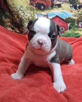 Akc Ty Ch.Bloodline , a male Boston Terrier for sale in Poplar Bluff, MO – Photo 1 of 4