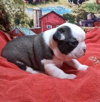 Akc Ty Ch.Bloodline , a male Boston Terrier for sale in Poplar Bluff, MO – Photo 2 of 4