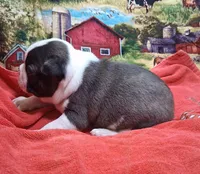 Akc Ty Ch.Bloodline , a male Boston Terrier for sale in Poplar Bluff, MO – Photo 3 of 4