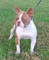AKC Kindle, a female Boston Terrier for sale in Poplar Bluff, MO – 4 of 4