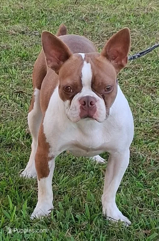 AKC Kindle – Boston Terrier puppy for sale in Poplar Bluff, MO