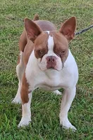 AKC Kindle, a female Boston Terrier for sale in Poplar Bluff, MO – 1 of 4