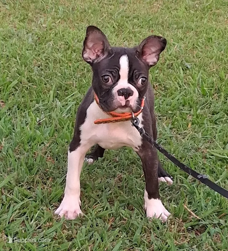 Akc Bo Ch.Bloodline  – Boston Terrier puppy for sale in Poplar Bluff, MO