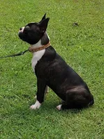 AKC CJ, a male Boston Terrier for sale in Poplar Bluff, MO – 2 of 4