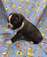 Akc Bo Ch.Bloodline , a male Boston Terrier for sale in Poplar Bluff, MO – 3 of 4