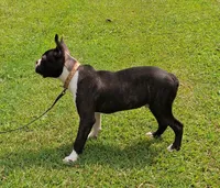 AKC CJ, a male Boston Terrier for sale in Poplar Bluff, MO – 4 of 4