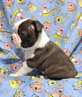 Akc Ty Ch.Bloodline , a male Boston Terrier for sale in Poplar Bluff, MO – 3 of 4