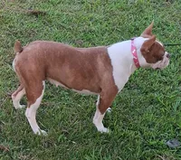 AKC Kindle, a female Boston Terrier for sale in Poplar Bluff, MO – 3 of 4