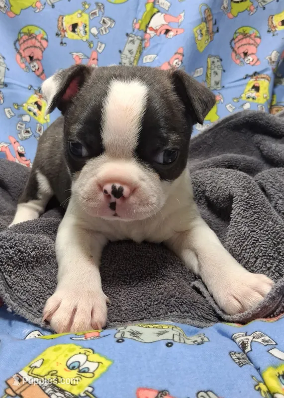 Akc Coup Ch.Bloodine  – Boston Terrier puppy for sale in Poplar Bluff, MO