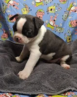 Akc Coup Ch.Bloodine , a male Boston Terrier for sale in Poplar Bluff, MO – 2 of 4