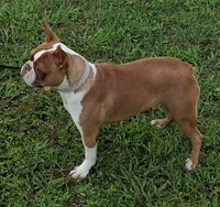 AKc Laken , a female Boston Terrier for sale in Poplar Bluff, MO – 3 of 3