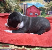 Akc Bo Ch.Bloodline , a male Boston Terrier for sale in Poplar Bluff, MO – Photo 2 of 3