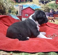 Akc Bo Ch.Bloodline , a male Boston Terrier for sale in Poplar Bluff, MO – Photo 3 of 3