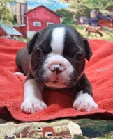 Akc Bo Ch.Bloodline , a male Boston Terrier for sale in Poplar Bluff, MO – Photo 1 of 3