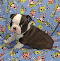 Akc Ty Ch.Bloodline , a male Boston Terrier for sale in Poplar Bluff, MO – 4 of 4