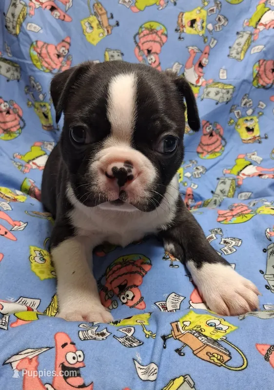 Akc Bo Ch.Bloodline  – Boston Terrier puppy for sale in Poplar Bluff, MO