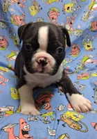 Akc Bo Ch.Bloodline , a male Boston Terrier for sale in Poplar Bluff, MO – 1 of 4