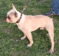 Akc Archie , a male Boston Terrier for sale in Poplar Bluff, MO – Photo 2 of 3