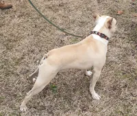 Akc Archie , a male Boston Terrier for sale in Poplar Bluff, MO – Photo 3 of 3