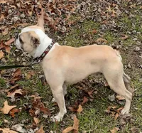 Akc Archie , a male Boston Terrier for sale in Poplar Bluff, MO – Photo 2 of 3