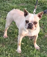 Akc Archie , a male Boston Terrier for sale in Poplar Bluff, MO – Photo 1 of 3