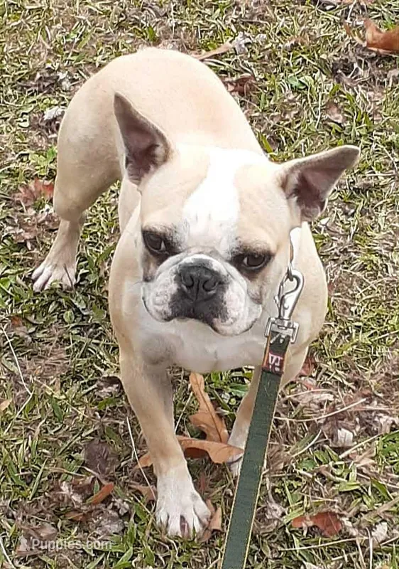 Akc Archie  – Boston Terrier puppy for sale in Poplar Bluff, MO