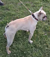 Akc Archie , a male Boston Terrier for sale in Poplar Bluff, MO – Photo 3 of 3