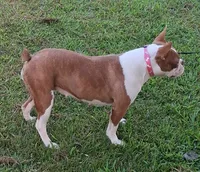 AKC Kindle, a female Boston Terrier for sale in Poplar Bluff, MO – 3 of 4