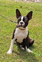 AKC CJ, a male Boston Terrier for sale in Poplar Bluff, MO – 1 of 4