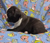 Akc Bo Ch.Bloodline , a male Boston Terrier for sale in Poplar Bluff, MO – 2 of 4