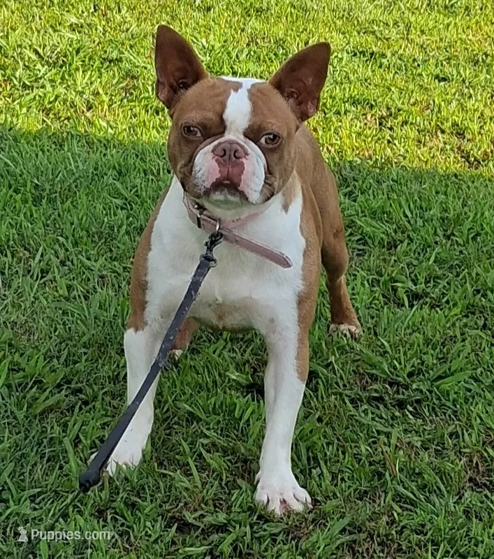 AKc Laken  – Boston Terrier puppy for sale in Poplar Bluff, MO