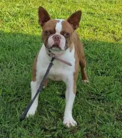 AKc Laken , a female Boston Terrier for sale in Poplar Bluff, MO – 1 of 3