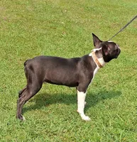 AKC CJ, a male Boston Terrier for sale in Poplar Bluff, MO – 3 of 4