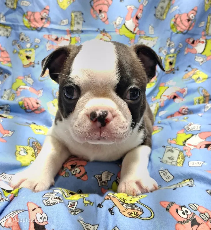 Akc Ty Ch.Bloodline  – Boston Terrier puppy for sale in Poplar Bluff, MO