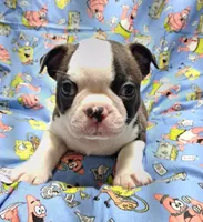 Akc Ty Ch.Bloodline , a male Boston Terrier for sale in Poplar Bluff, MO – 1 of 4