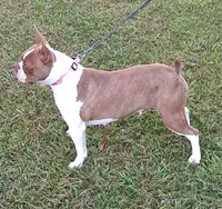 AKC Kindle, a female Boston Terrier for sale in Poplar Bluff, MO – 2 of 4