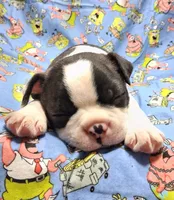 Akc Coup Ch.Bloodine , a male Boston Terrier for sale in Poplar Bluff, MO – 4 of 4