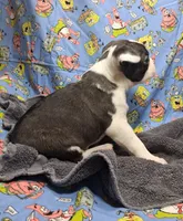 Akc Coup Ch.Bloodine , a male Boston Terrier for sale in Poplar Bluff, MO – 3 of 4