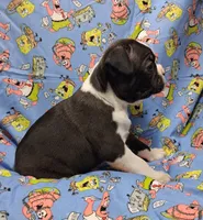 Akc Bo Ch.Bloodline , a male Boston Terrier for sale in Poplar Bluff, MO – 4 of 4