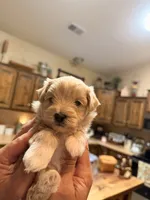 Male Maltipoo puppy, a male Maltipoo for sale in Warsaw, MO – 5 of 10
