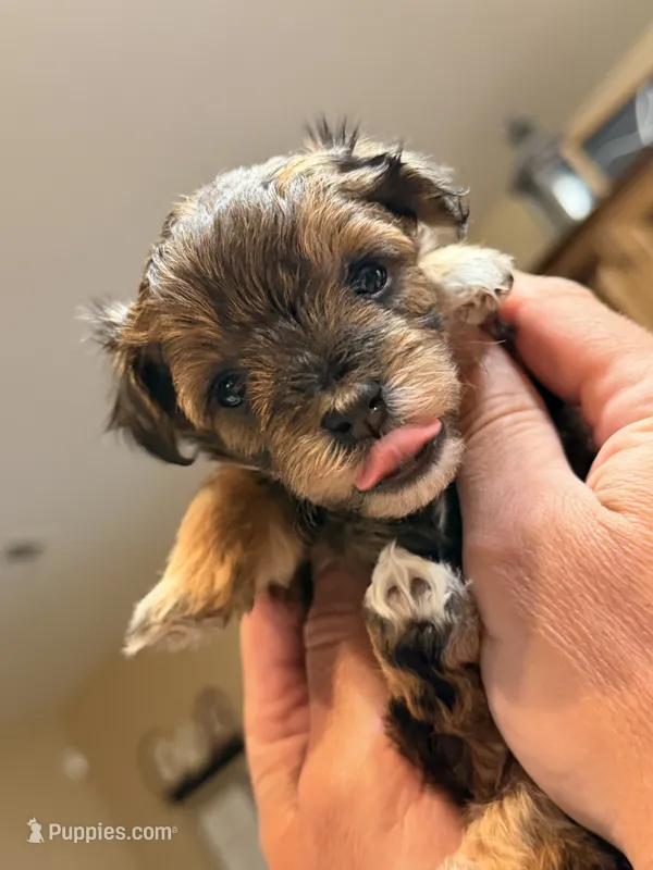 Female Maltipoo – Maltipoo puppy for sale in Warsaw, MO