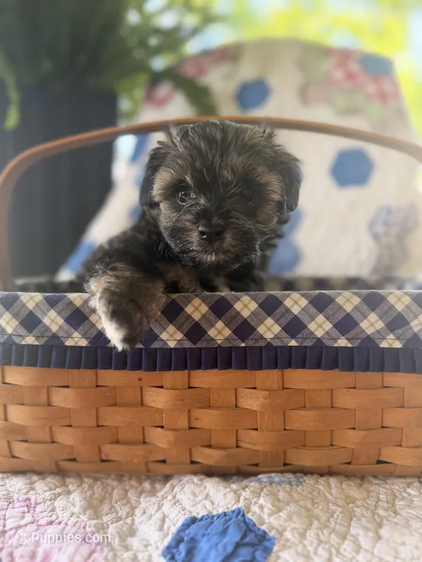 Female Maltipoo – Maltipoo puppy for sale in Warsaw, MO