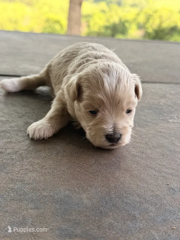 Male Maltipoo – Maltipoo puppy for sale in Warsaw, MO