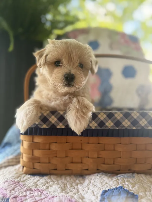 Male Maltipoo – Maltipoo puppy for sale in Warsaw, MO
