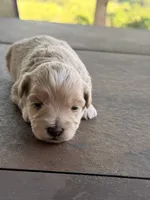 Male Maltipoo, a male Maltipoo for sale in Warsaw, MO – 2 of 2