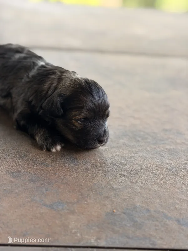 Female Maltipoo – Maltipoo puppy for sale in Warsaw, MO